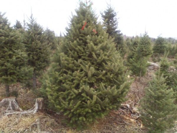 where does your christmas tree comes from tewksbury ma where does your christmas tree comes from tewksbury ma