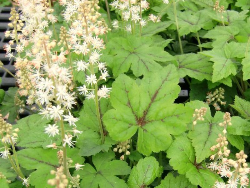 Native Perennials For Connecticut Gardens Stonington, CT Patch