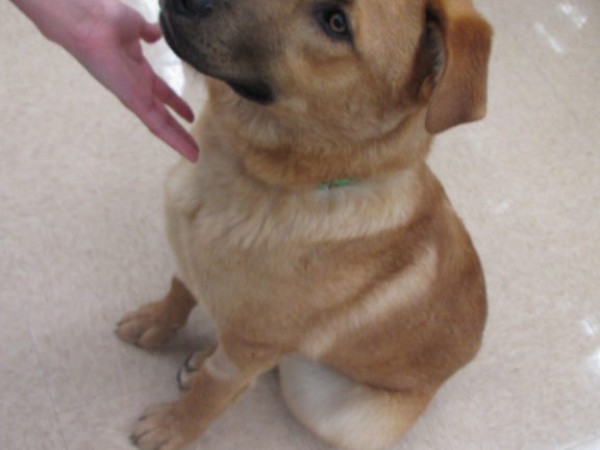 Playful Lab-Chow Mix Awaits Adoption - Northville, MI Patch