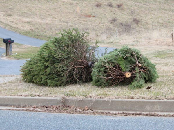 baltimore county christmas tree recycling ends jan 19 baltimore county christmas tree recycling ends jan 19