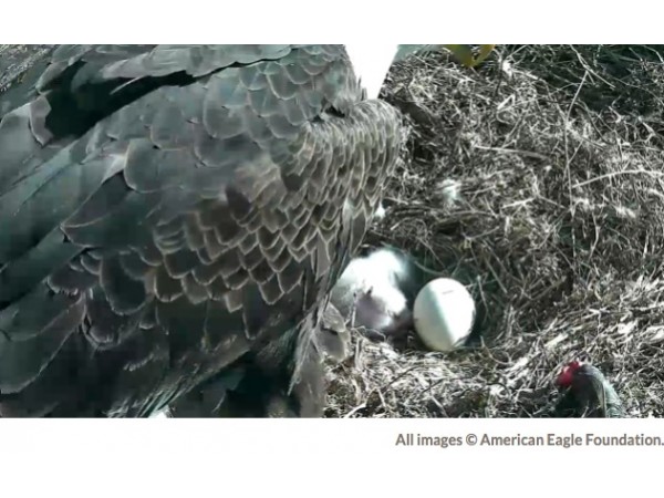 [Watch Live] Washington D.C. Bald Eagle Cam: 2 Eaglets - A New Level of