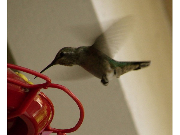 how hummingbird feeders work altadena ca patch how hummingbird feeders work altadena ca patch