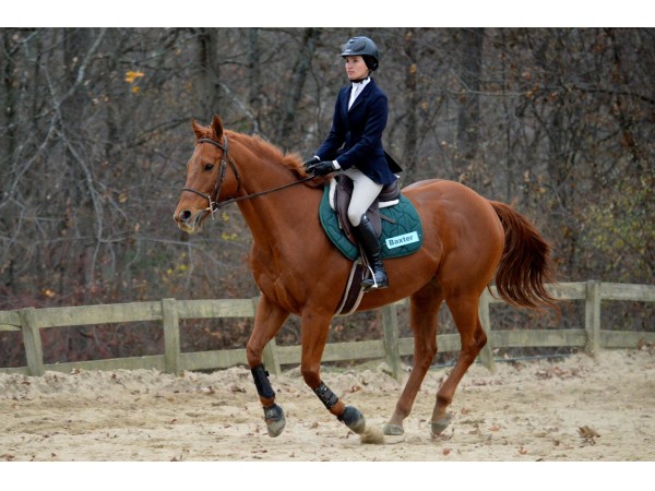 horseback riding lessons adult western horseback riding lessons adult western
