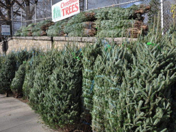 where to buy a christmas tree in queens forest hills ny where to buy a christmas tree in queens forest hills ny