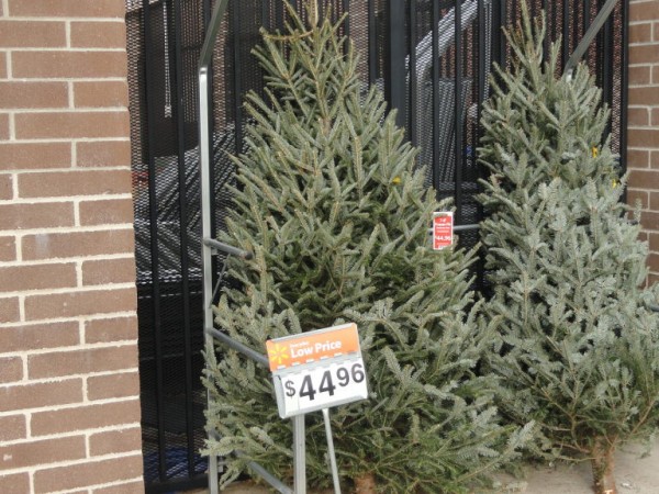 five places to buy christmas trees portsmouth nh patch five places to buy christmas trees portsmouth nh patch