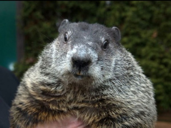 groundhog day shadow groundhog day punxsutawney phil sees his shadow renton groundhog day shadow groundhog day punxsutawney phil sees his shadow renton