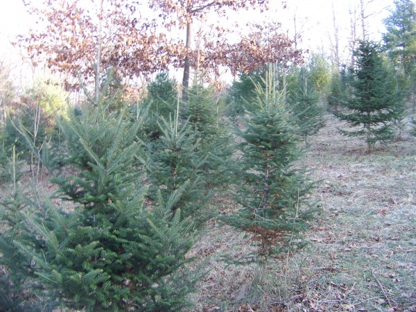 cut your own christmas tree in the lehigh valley upper cut your own christmas tree in the lehigh valley upper