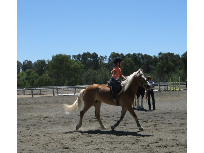Horse Happenings on the Hill Palos Verdes, CA Patch