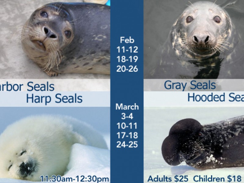 Seal Watch Tours | Newport, RI Patch