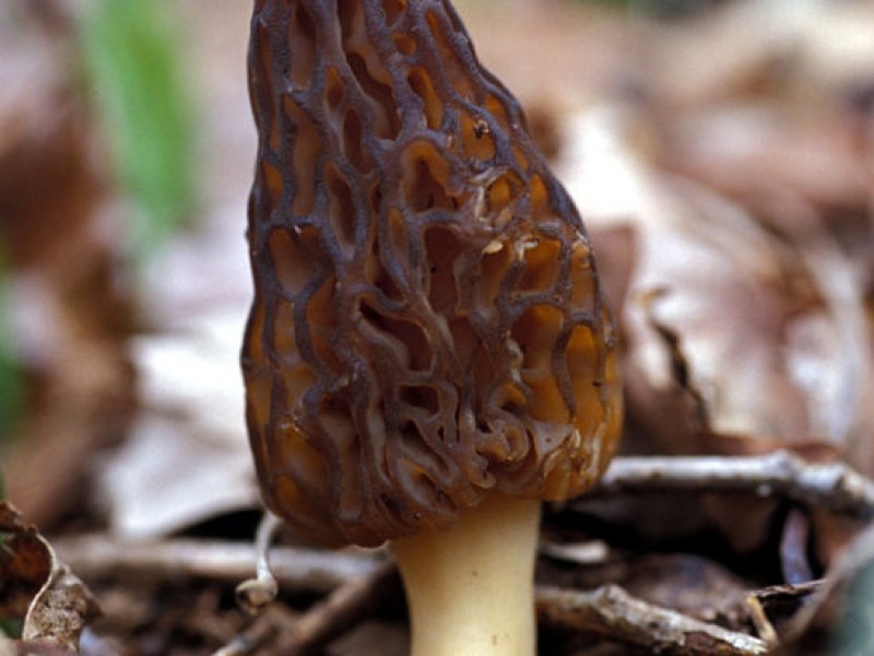 Hunting Season Opens For Missouri Mushrooms Fenton, MO Patch