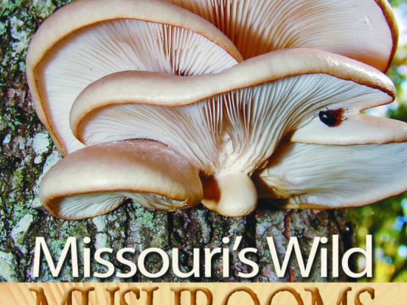 Hunting Season Opens For Missouri Mushrooms Fenton, MO Patch