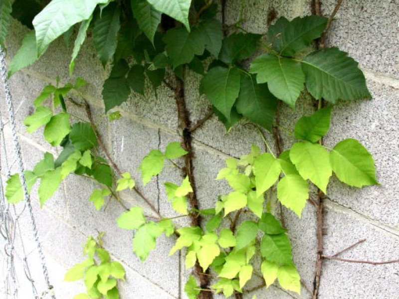 How to Protect Yourself from Poison Ivy | Hellertown, PA Patch