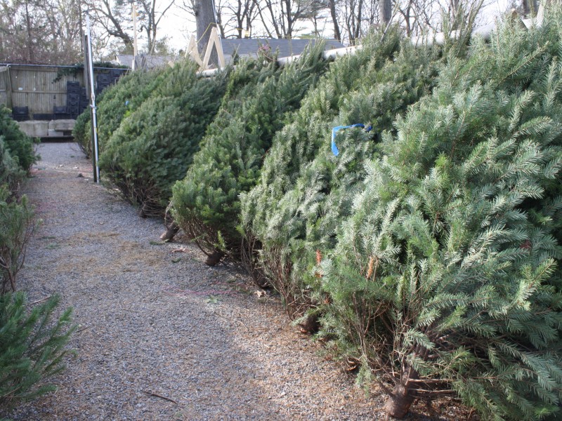 best 28 cut your own christmas tree illinois where to best 28 cut your own christmas tree illinois where to
