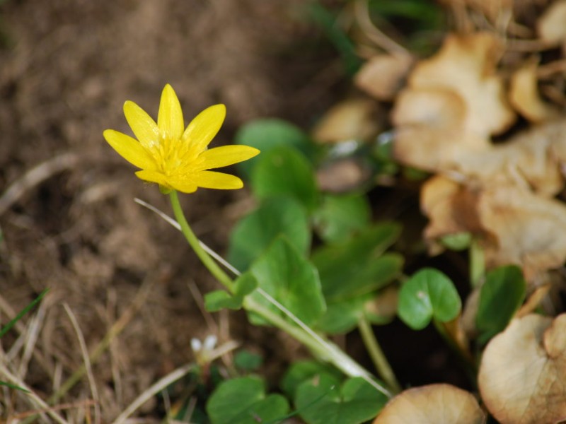 Pretty Flower or Invasive Weed? Ardmore, PA Patch