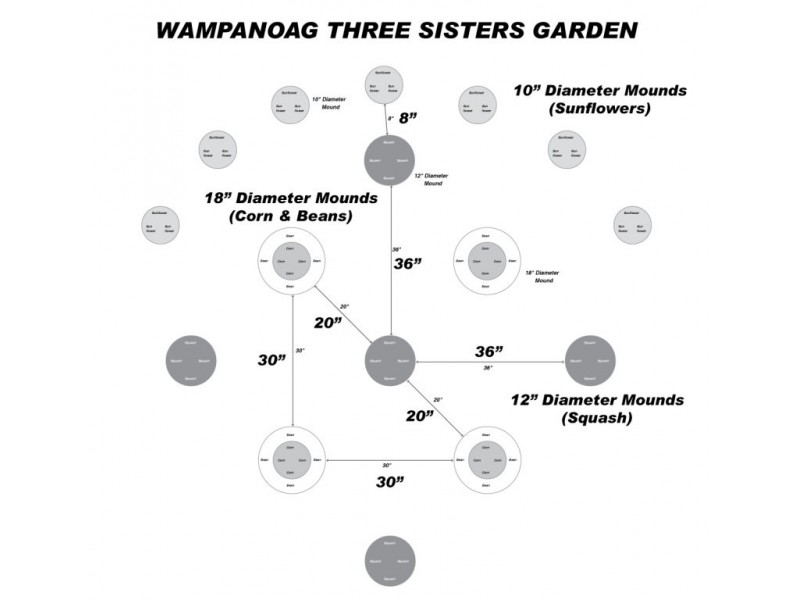 Grow Your Own Wampanoag 'Three Sisters' Garden | Sudbury ...