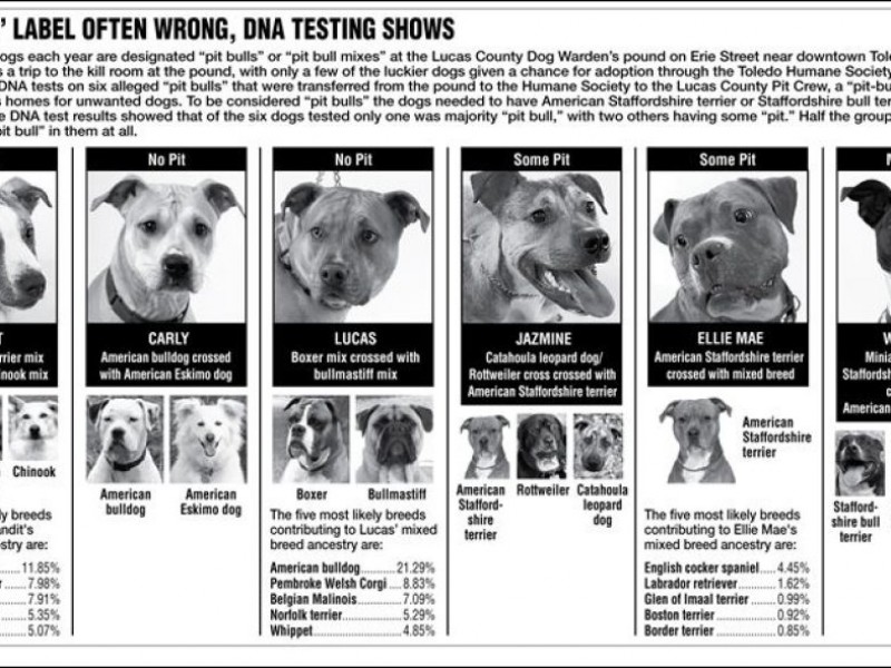 What Breeds Make Up A Pitbull Goldenacresdogs What Breeds Make Up A Pitbull