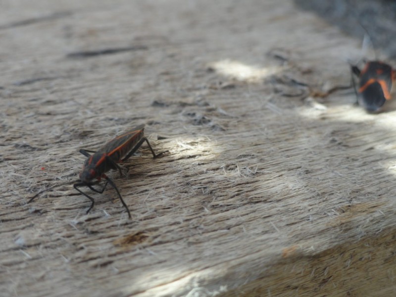 Battling Boxelder Bugs? Here's Some Tips to Combat Them | Roseville, MN