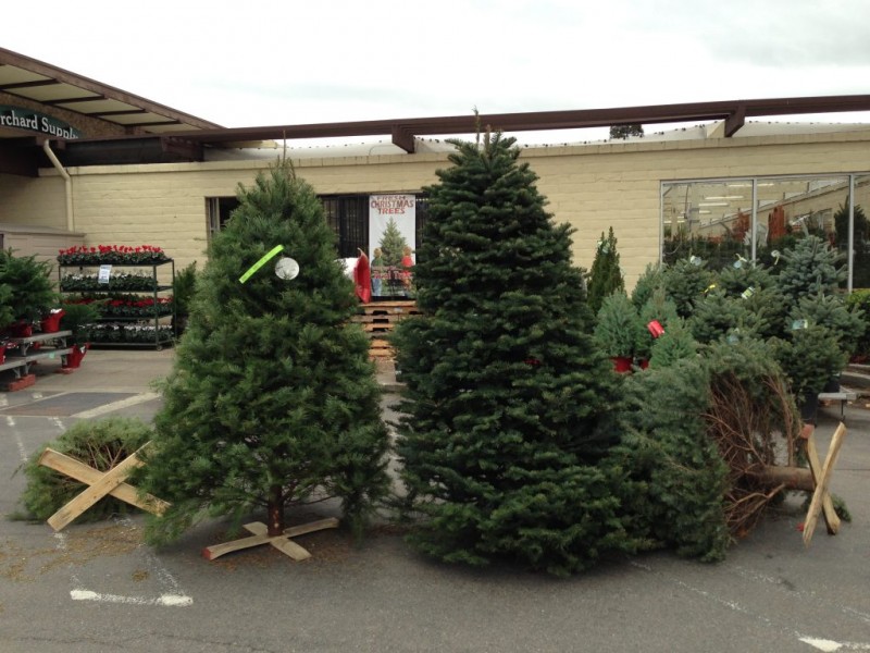 Where to Buy a Christmas Tree in Concord Concord, CA Patch