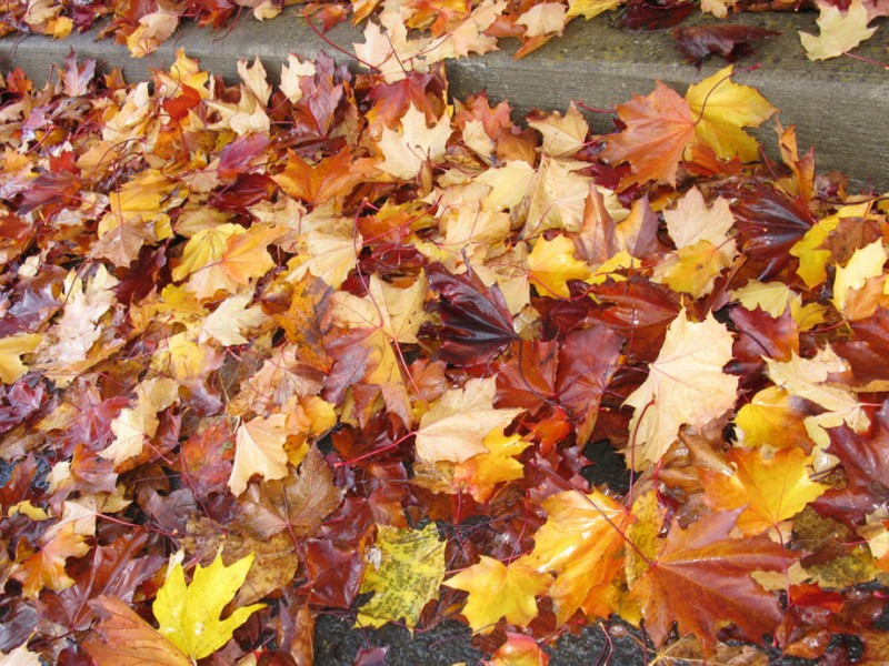 logan township leaf collection