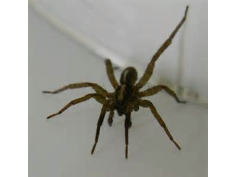 Lessons From The Wolf Spider Plainview, NY Patch