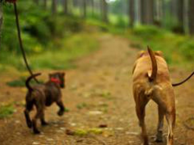 BLOG Hiking With Your Dog Around Annapolis Annapolis, MD Patch