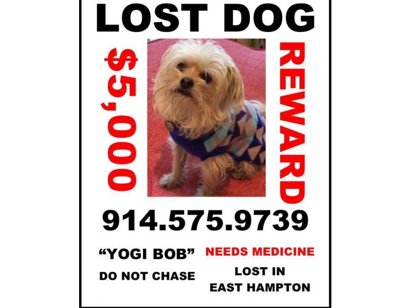 Lost Dog in East Hampton; $5000 Cash Reward | East Hampton, NY Patch