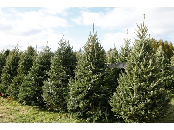 get your christmas tree locally forsyth christmas tree get your christmas tree locally forsyth christmas tree
