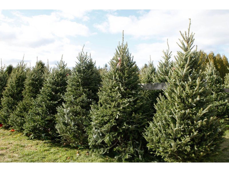 Get Your Christmas Tree Locally: Forsyth Christmas Tree Get Your Christmas Tree Locally: Forsyth Christmas Tree