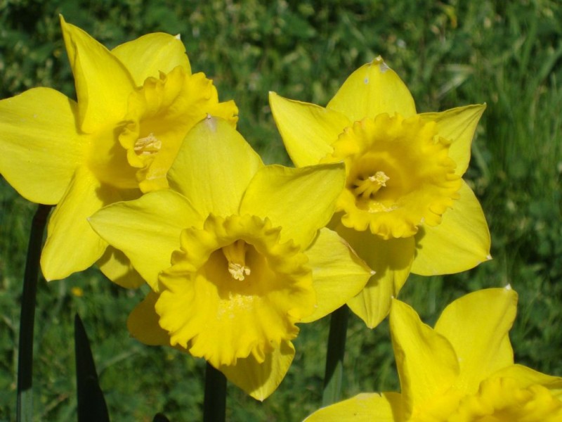 Spring in Julian—Daffodils Are Blooming Ramona, CA Patch