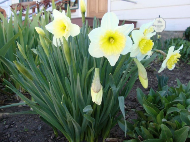 Spring in Julian—Daffodils Are Blooming Ramona, CA Patch