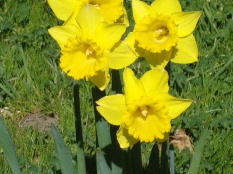Spring in Julian—Daffodils Are Blooming Ramona, CA Patch