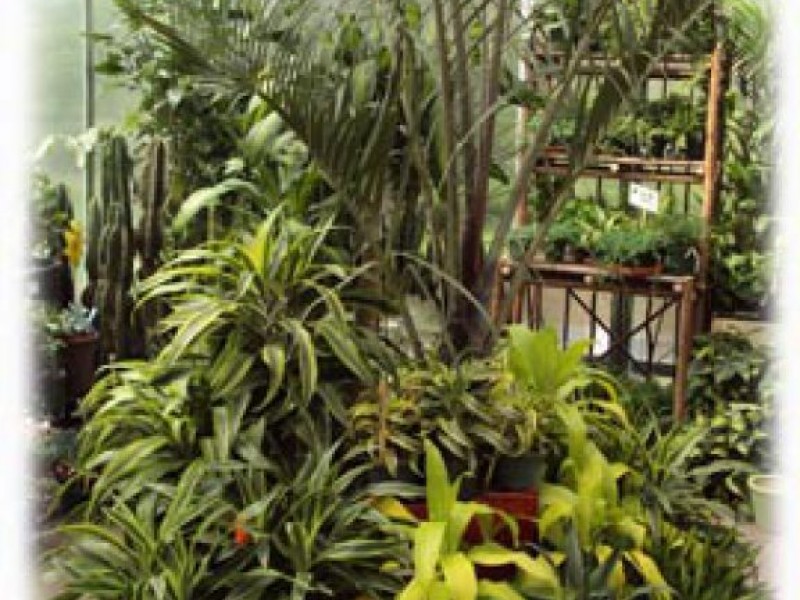 Tropical Plant Care 101 Anyone Can Have A Green Thumb Maplewood Tropical Plant Care 101 Anyone Can Have A Green Thumb Maplewood Mo Patch