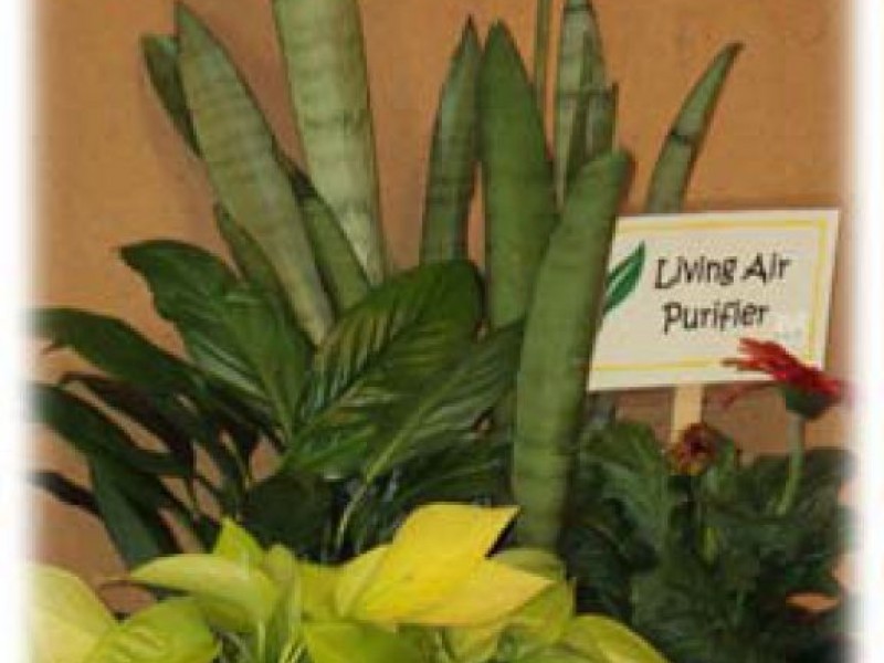 Tropical Plant Care 101 Anyone Can Have A Green Thumb Maplewood Tropical Plant Care 101 Anyone Can Have A Green Thumb Maplewood Mo Patch