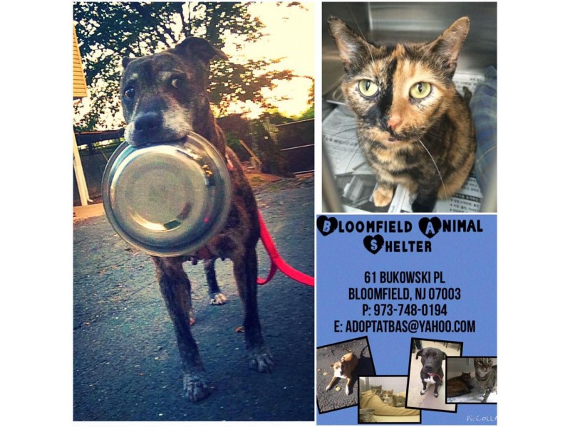 Bloomfield Animal Shelter Holiday Pet Food Donation Event Bloomfield