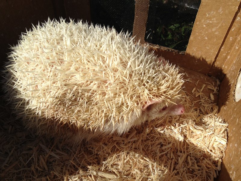 Exotic Pets Up for Grabs in Florida Brandon, FL Patch