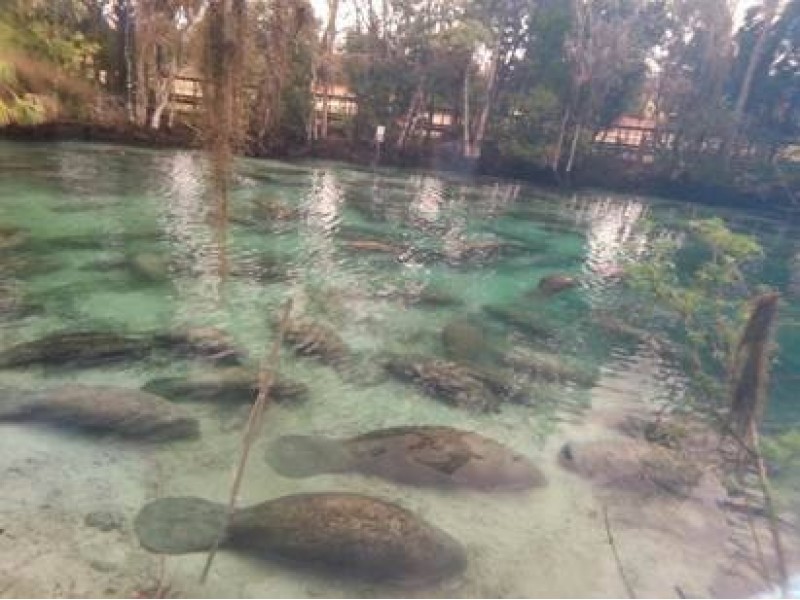 300 Manatees Congregate to Escape the Cold | New Port Richey, FL Patch
