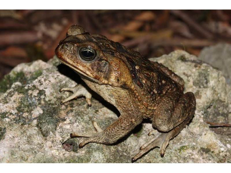 Massive, Poisonous Toads Pose Springtime Threat in Florida Clearwater