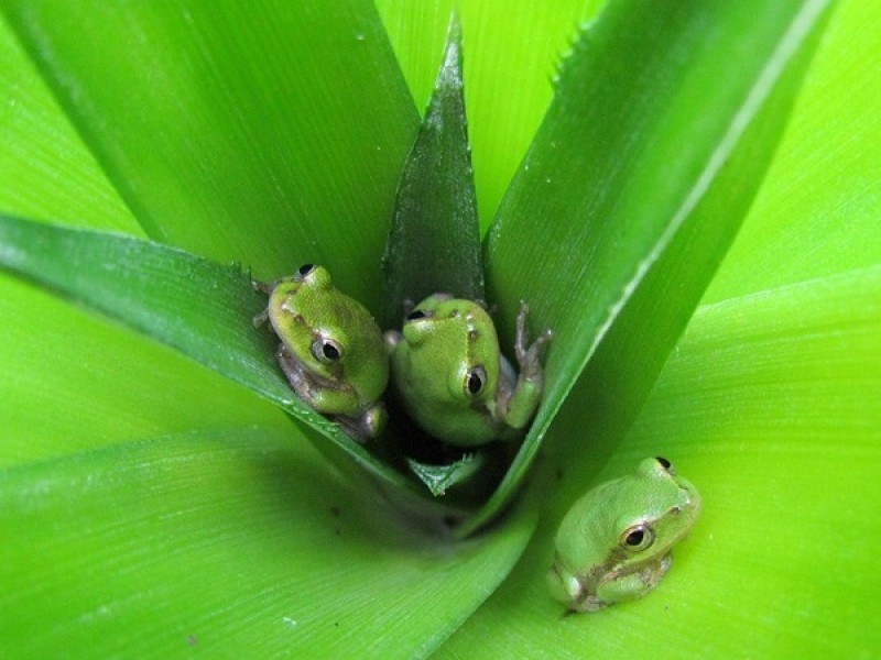 Coolest Florida Frog Photo Ever Land O' Lakes, FL Patch