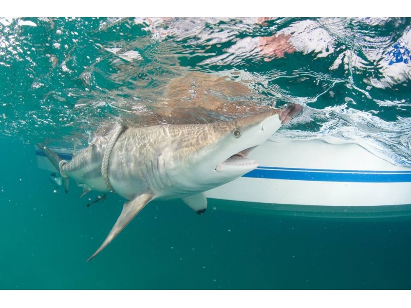 Watch Thousands Of Blacktip Sharks Swarm Florida Coast Sarasota, FL