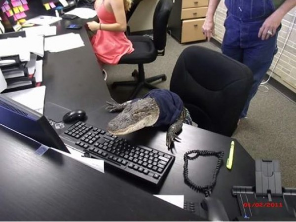 Florida Woman Fights To Keep Clothes-Wearing Gator Pet - Brandon, FL Patch