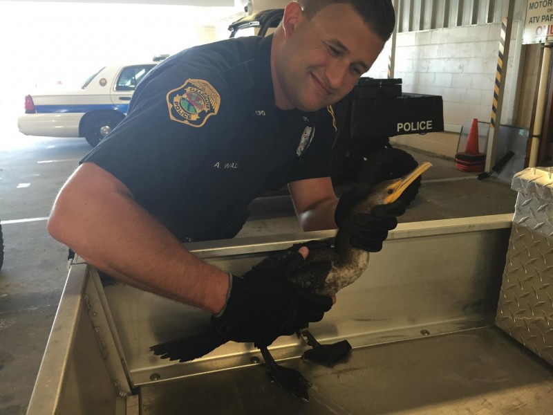 clearwater police rescue feathered friend clearwater fl clearwater police rescue feathered friend clearwater fl
