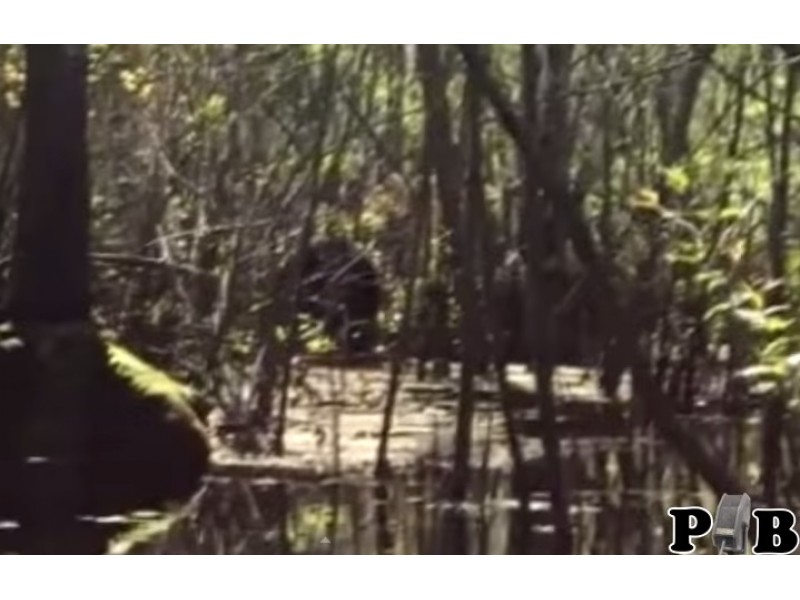 Bigfoot Believers Prepare for 2nd Florida Skunk Ape Conference | New
