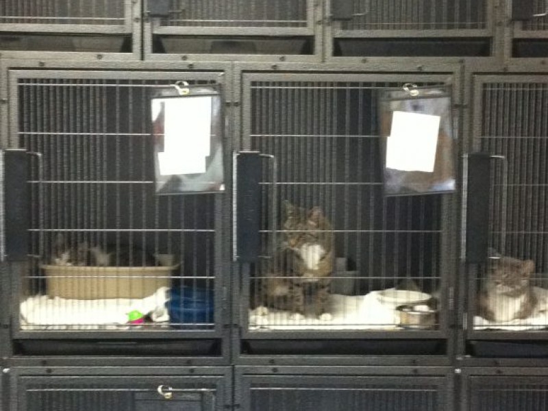 New Animal Shelter Opens in Bloomingdale TriBoro, NJ Patch