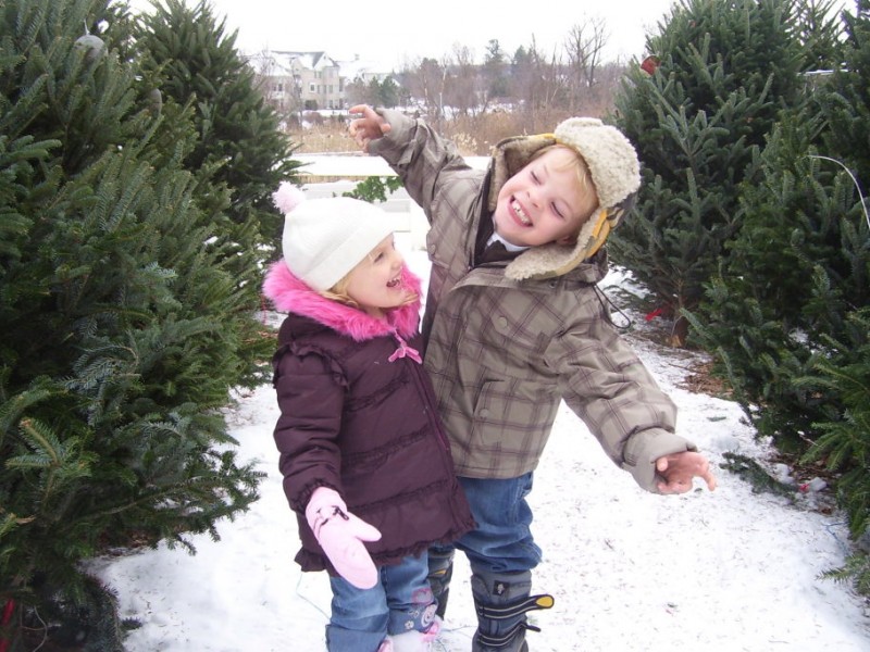Top 5 Longest Lasting Christmas Trees Oakland Township, MI Patch
