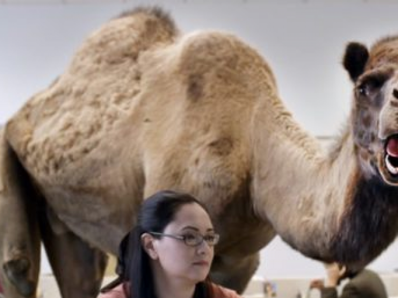Why Is Wednesday Called Hump Day Lilburn GA Patch