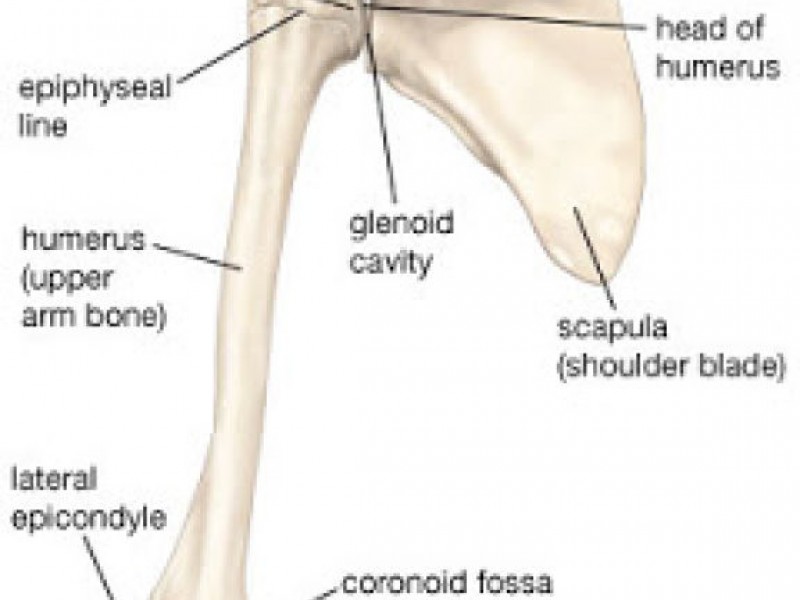 Common Baseball And Softball Injuries: Glenohumeral Internal Rotation 