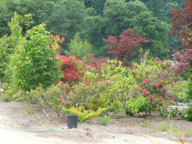 Find Out About An Outstanding Nursery Scotts Valley Ca Patch