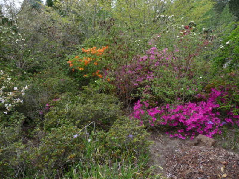 Find Out About An Outstanding Nursery Scotts Valley Ca Patch