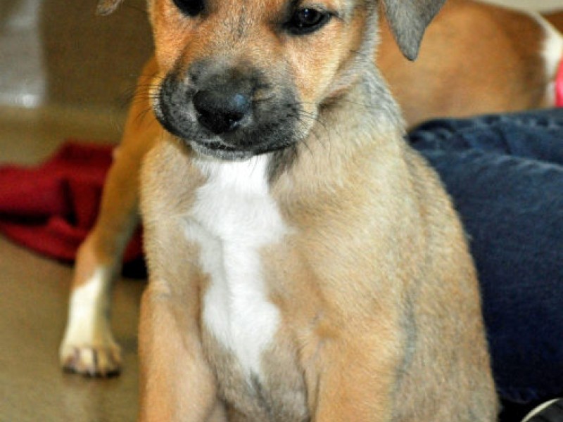 petco vaccination clinic howell township petco vaccination clinic howell township