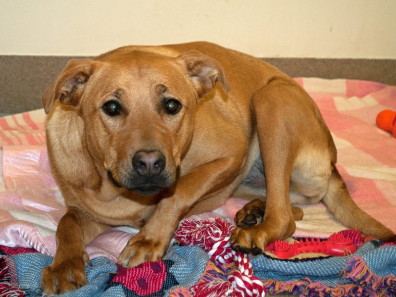 Local Animal Shelter Offering End Of Life Options Lake Elsinore, CA Patch